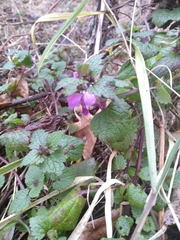 Lamium maculatum