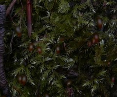 Brachytheciastrum velutinum