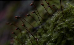 Brachytheciastrum velutinum