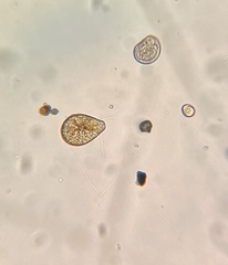 Podocystis