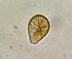 Podocystis