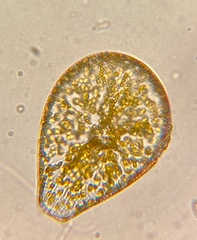 Podocystis
