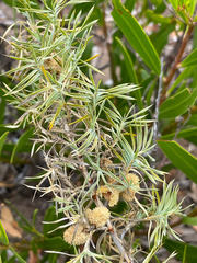 Acanthocarpus