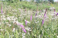 Liatris pycnostachya pycnostachya