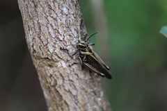 Chromacris nuptialis