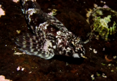 Lepidoblennius