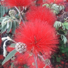 Calliandra