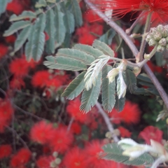 Calliandra