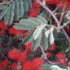 Calliandra