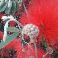Calliandra