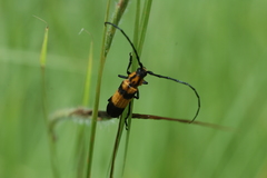 Parevander xanthomelas