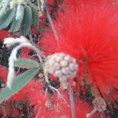 Calliandra