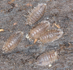 Armadilloniscus coronacapitalis