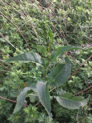 Rumex patientia
