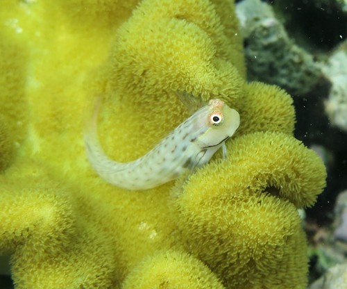 Great Barrier Reef blenny (Ecsenius stictus) — Blenniidae