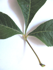 Allophylus decipiens