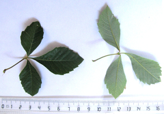 Allophylus decipiens