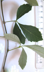 Allophylus decipiens