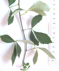 Allophylus decipiens