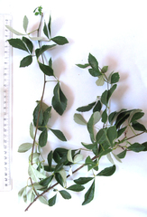 Allophylus decipiens