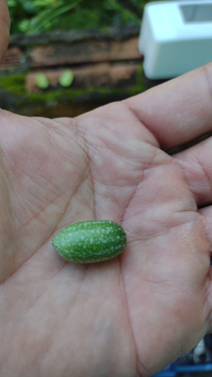 Melothria pendula
