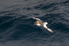 Thalassoica antarctica