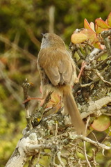 Phragmacia substriata