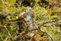 Phragmacia substriata