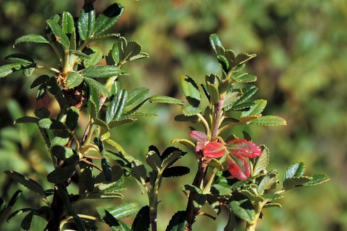 Polylepis tomentella, photograph 4
