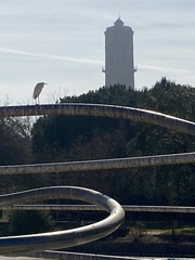 Egretta garzetta