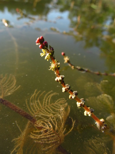 Myriophyllum sibiricum iNat (1)