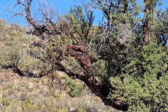 Polylepis tomentella