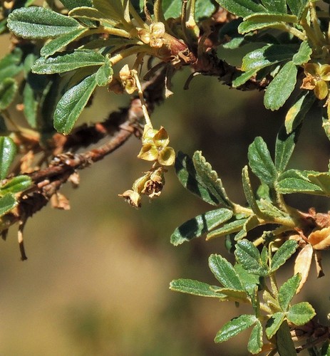 Polylepis tomentella, photograph 3
