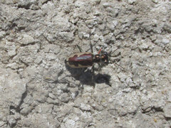 Eunota circumpicta johnsonii