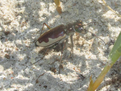 Eunota circumpicta johnsonii