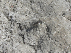 Eunota circumpicta johnsonii