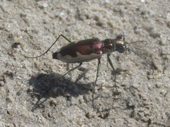Eunota circumpicta johnsonii