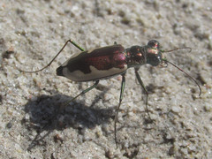 Eunota circumpicta johnsonii