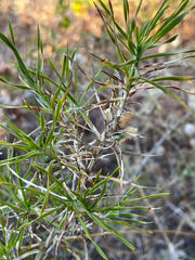 Acanthocarpus