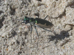 Eunota circumpicta johnsonii