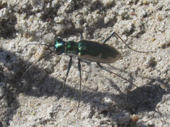 Eunota circumpicta johnsonii