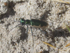 Eunota circumpicta johnsonii