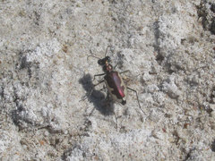 Eunota circumpicta johnsonii