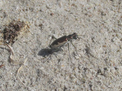 Eunota circumpicta johnsonii