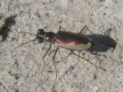 Eunota circumpicta johnsonii