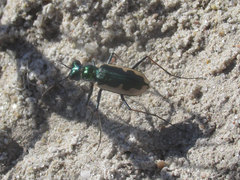 Eunota circumpicta johnsonii