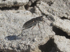 Eunota circumpicta johnsonii