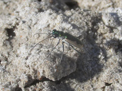 Eunota circumpicta johnsonii
