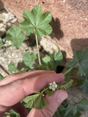 Malva neglecta image