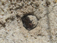 Eunota circumpicta johnsonii